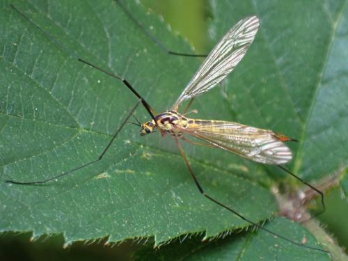 Nephrotoma flavescens